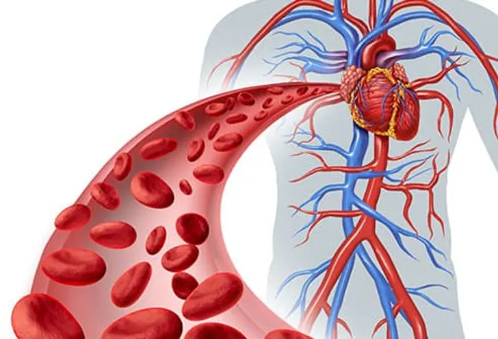 "Illustration showing healthy blood circulation from the heart through arteries and veins, emphasizing how drinking On Take Water daily helps improve circulation and supports cardiovascular health."