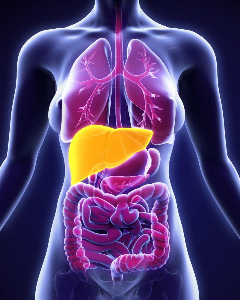 "3D medical illustration showing the liver and digestive organs in the human body, emphasizing the liver’s role in detoxification — supported by regular hydration with On Take Water for optimal liver function."