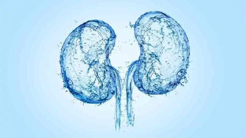 "Artistic water-formed representation of kidneys on a light blue background, symbolizing hydration and kidney health — highlighting how On Take Water supports kidney function by aiding in toxin filtration and urine production."